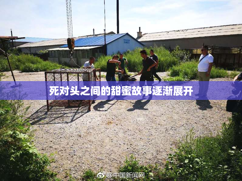 死对头之间的甜蜜故事逐渐展开