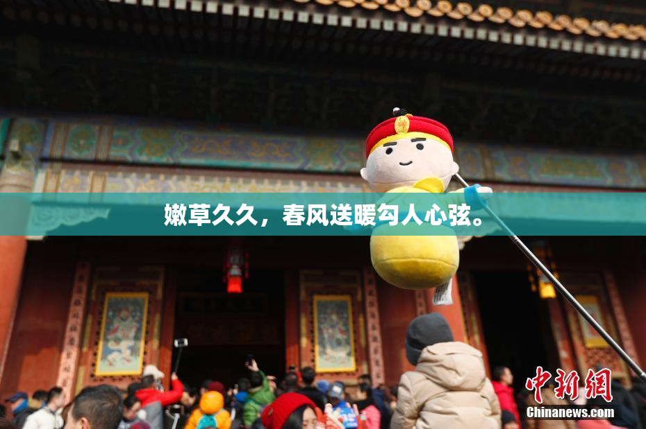 嫩草久久，春风送暖勾人心弦。