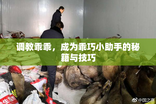 调教乖乖，成为乖巧小助手的秘籍与技巧