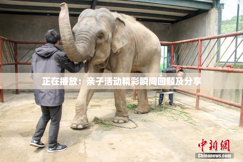正在播放：亲子活动精彩瞬间回顾及分享