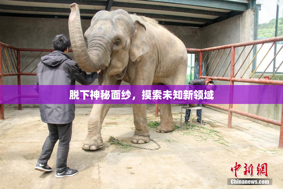 脱下神秘面纱，摸索未知新领域