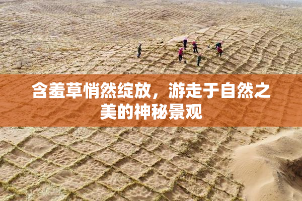 含羞草悄然绽放，游走于自然之美的神秘景观