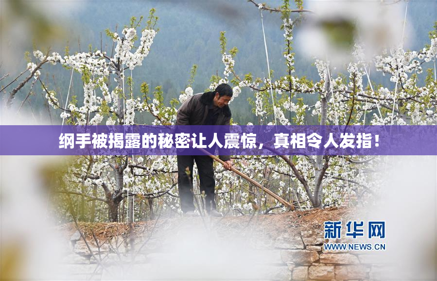 纲手被揭露的秘密让人震惊，真相令人发指！