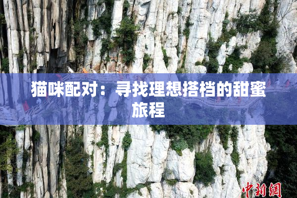 猫咪配对：寻找理想搭档的甜蜜旅程