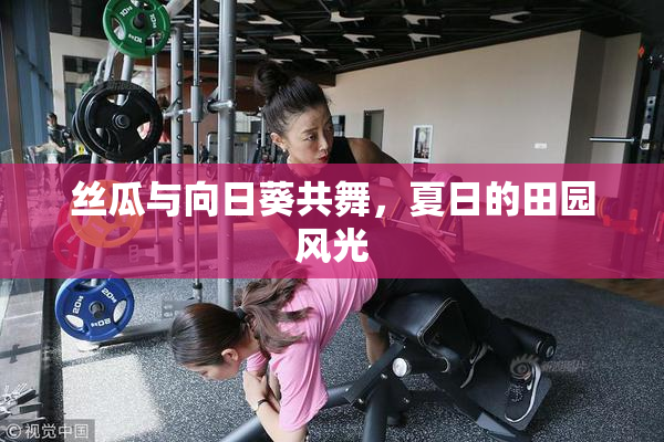 丝瓜与向日葵共舞，夏日的田园风光