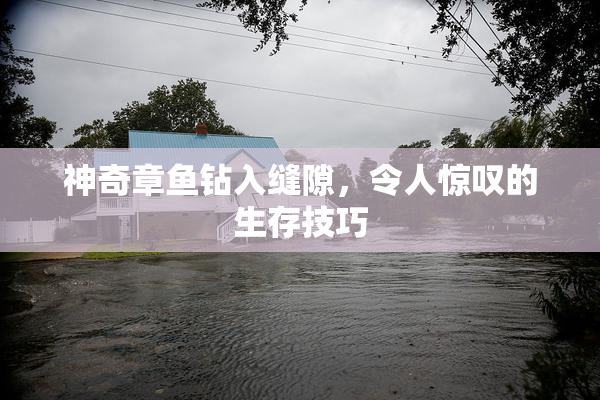 神奇章鱼钻入缝隙，令人惊叹的生存技巧