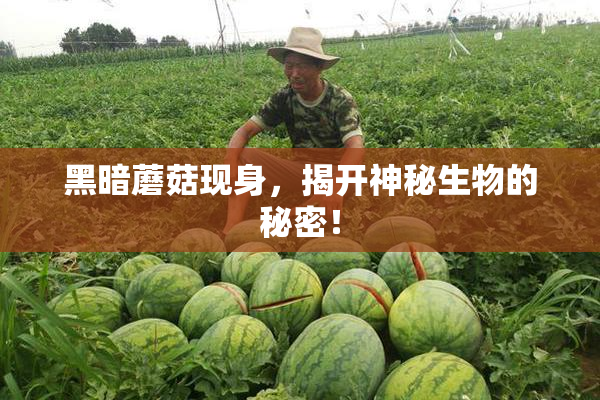黑暗蘑菇现身，揭开神秘生物的秘密！