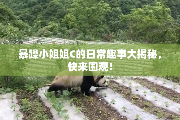 暴躁小姐姐C的日常趣事大揭秘，快来围观！