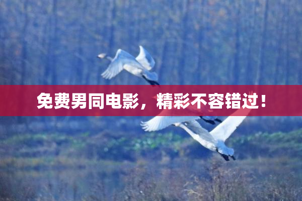 免费男同电影，精彩不容错过！