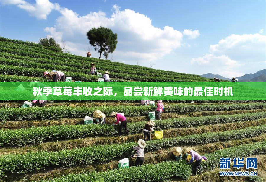 秋季草莓丰收之际，品尝新鲜美味的最佳时机