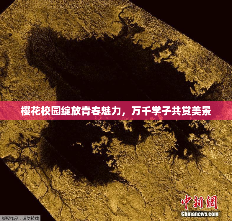 樱花校园绽放青春魅力，万千学子共赏美景