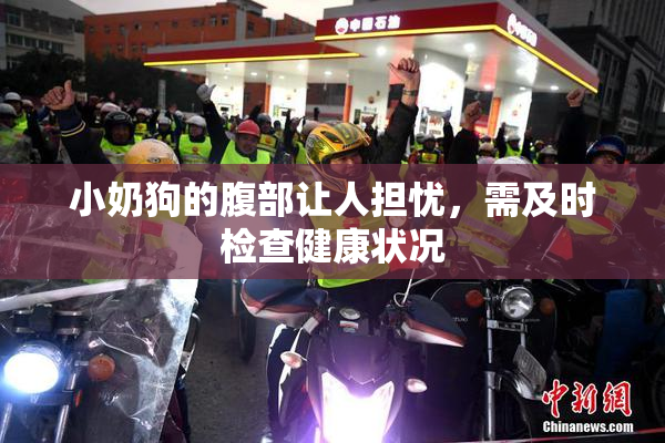 小奶狗的腹部让人担忧，需及时检查健康状况