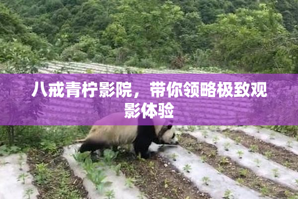 八戒青柠影院，带你领略极致观影体验