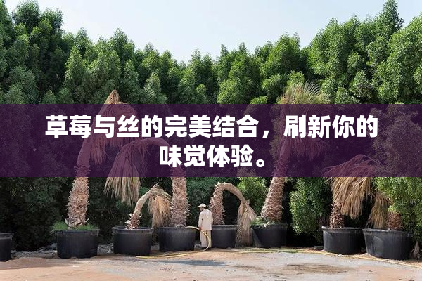 草莓与丝的完美结合，刷新你的味觉体验。