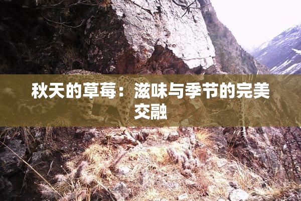 秋天的草莓：滋味与季节的完美交融