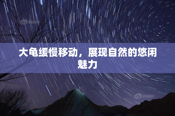 大龟缓慢移动，展现自然的悠闲魅力