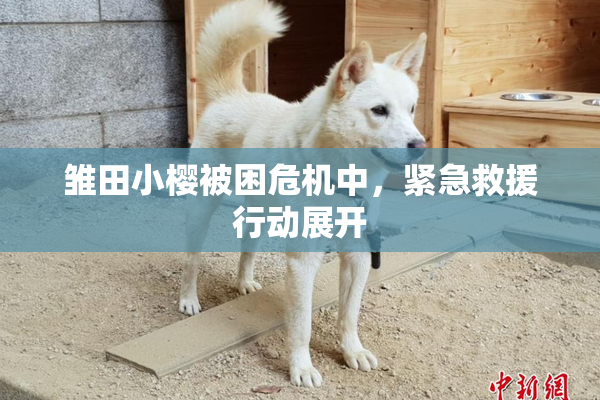 雏田小樱被困危机中，紧急救援行动展开