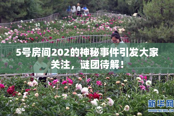 5号房间202的神秘事件引发大家关注，谜团待解！