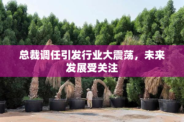 总裁调任引发行业大震荡，未来发展受关注
