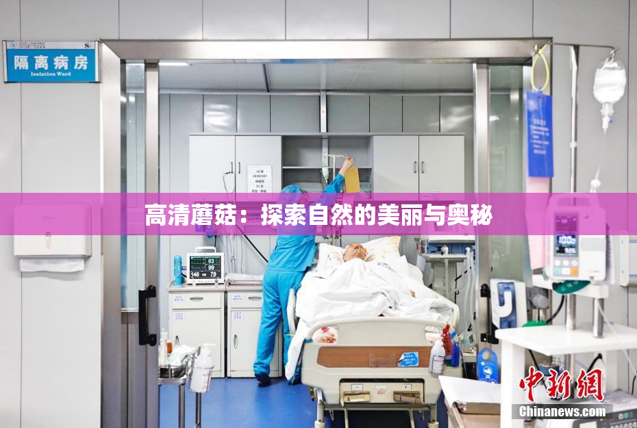 高清蘑菇：探索自然的美丽与奥秘