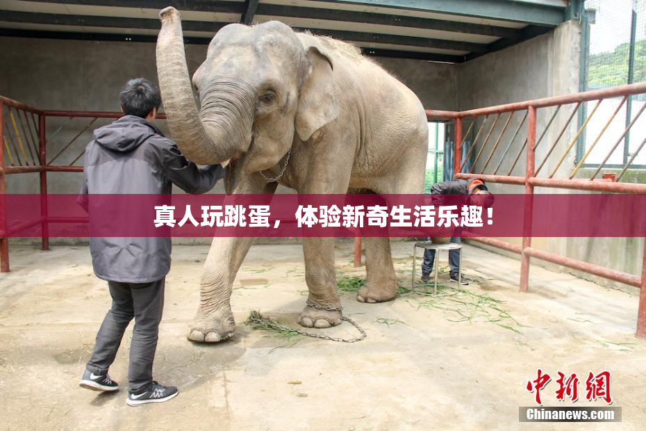 真人玩跳蛋，体验新奇生活乐趣！