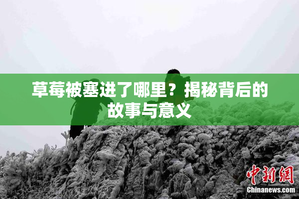 草莓被塞进了哪里？揭秘背后的故事与意义