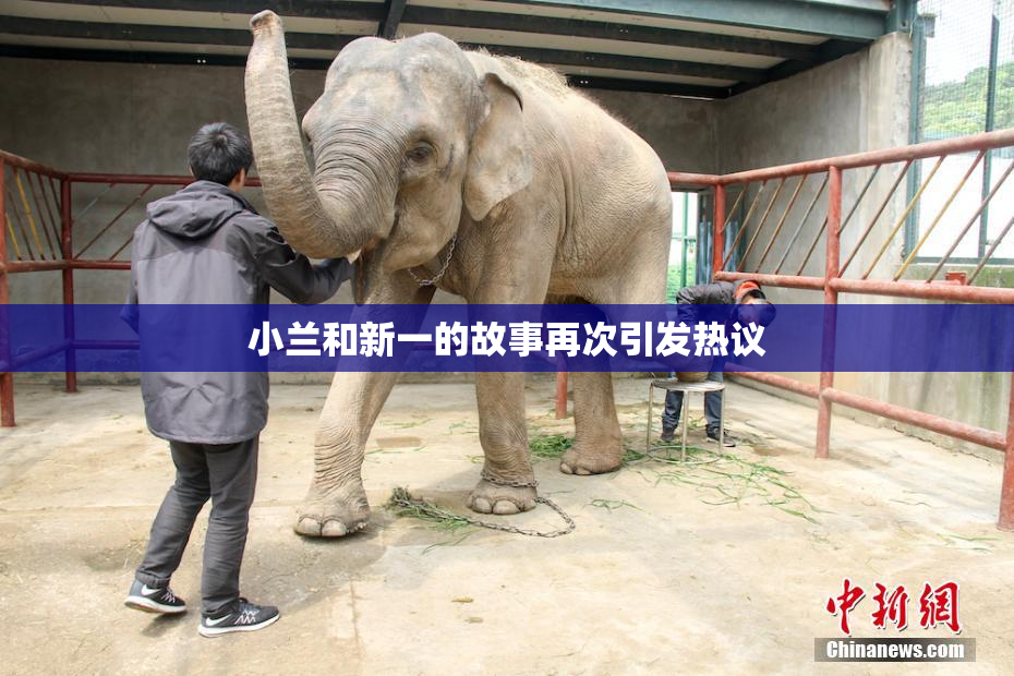 小兰和新一的故事再次引发热议