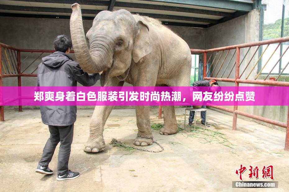 郑爽身着白色服装引发时尚热潮，网友纷纷点赞
