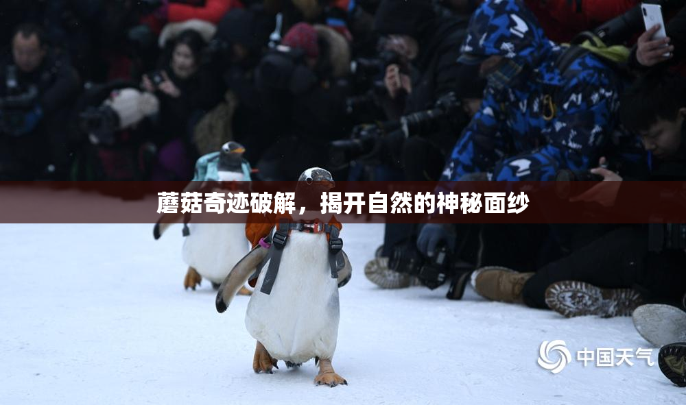 蘑菇奇迹破解，揭开自然的神秘面纱
