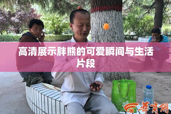高清展示胖熊的可爱瞬间与生活片段