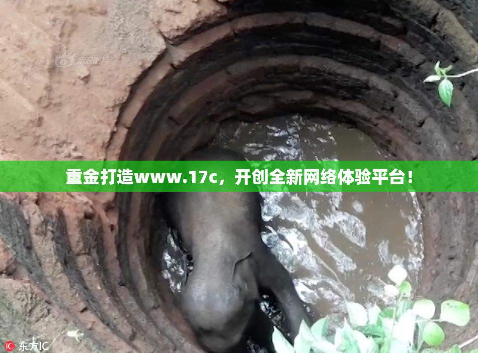 重金打造www.17c，开创全新网络体验平台！