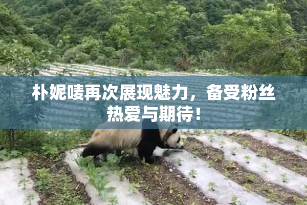 朴妮唛再次展现魅力，备受粉丝热爱与期待！