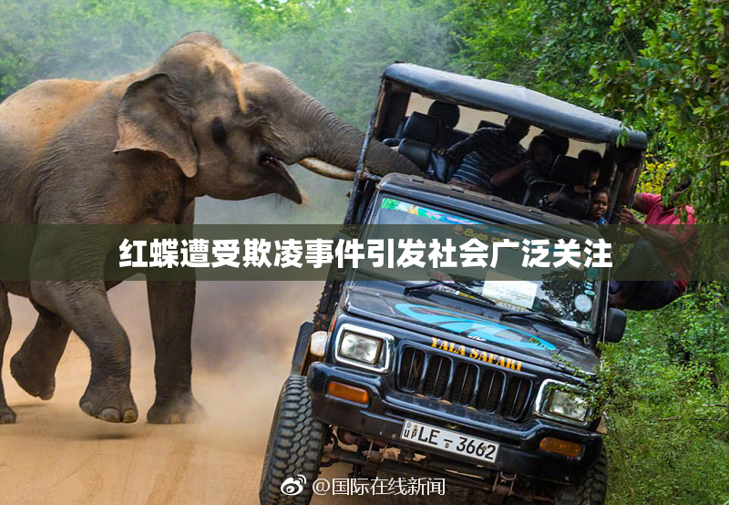 红蝶遭受欺凌事件引发社会广泛关注