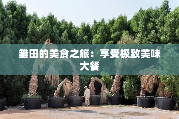 雏田的美食之旅：享受极致美味大餐