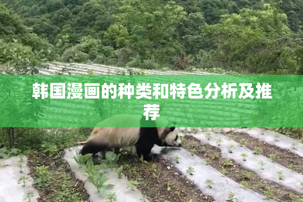 韩国漫画的种类和特色分析及推荐