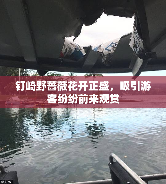 钉崎野蔷薇花开正盛，吸引游客纷纷前来观赏