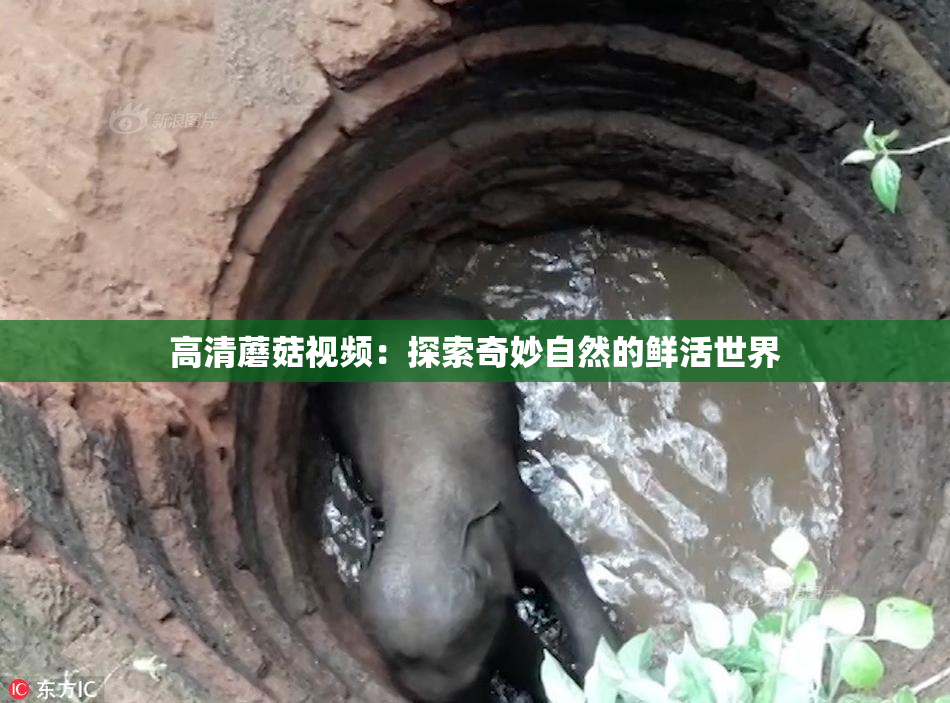 高清蘑菇视频：探索奇妙自然的鲜活世界