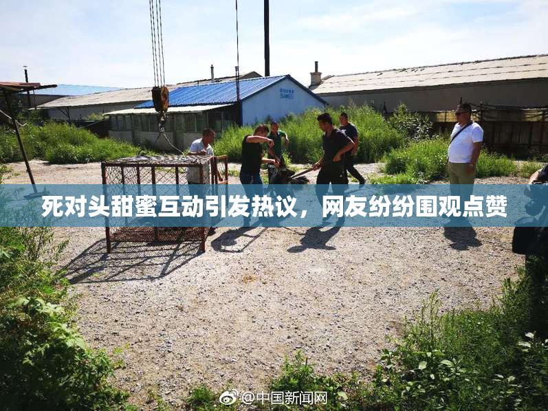 死对头甜蜜互动引发热议，网友纷纷围观点赞