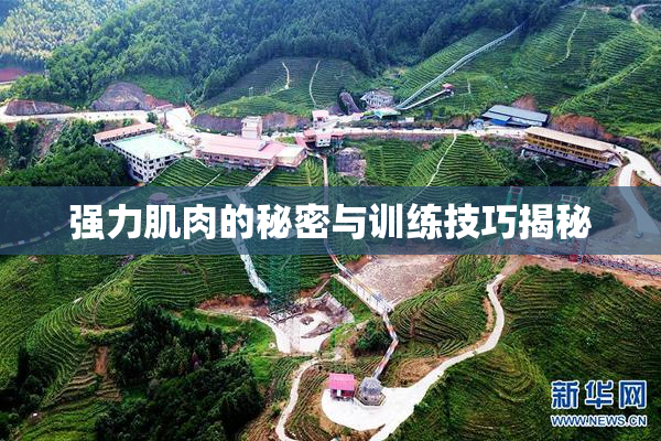 强力肌肉的秘密与训练技巧揭秘