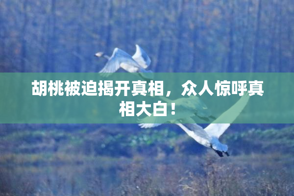 胡桃被迫揭开真相，众人惊呼真相大白！