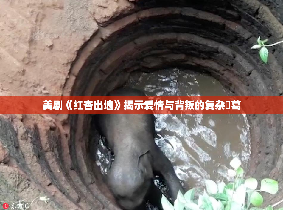 美剧《红杏出墙》揭示爱情与背叛的复杂糾葛