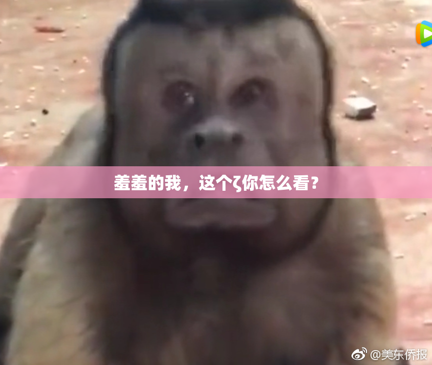 羞羞的我，这个ζ你怎么看？