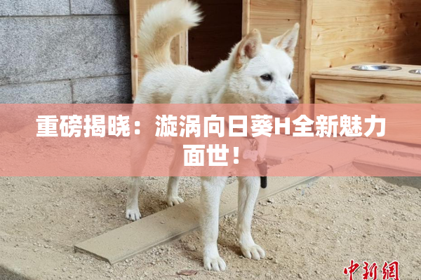 重磅揭晓：漩涡向日葵H全新魅力面世！