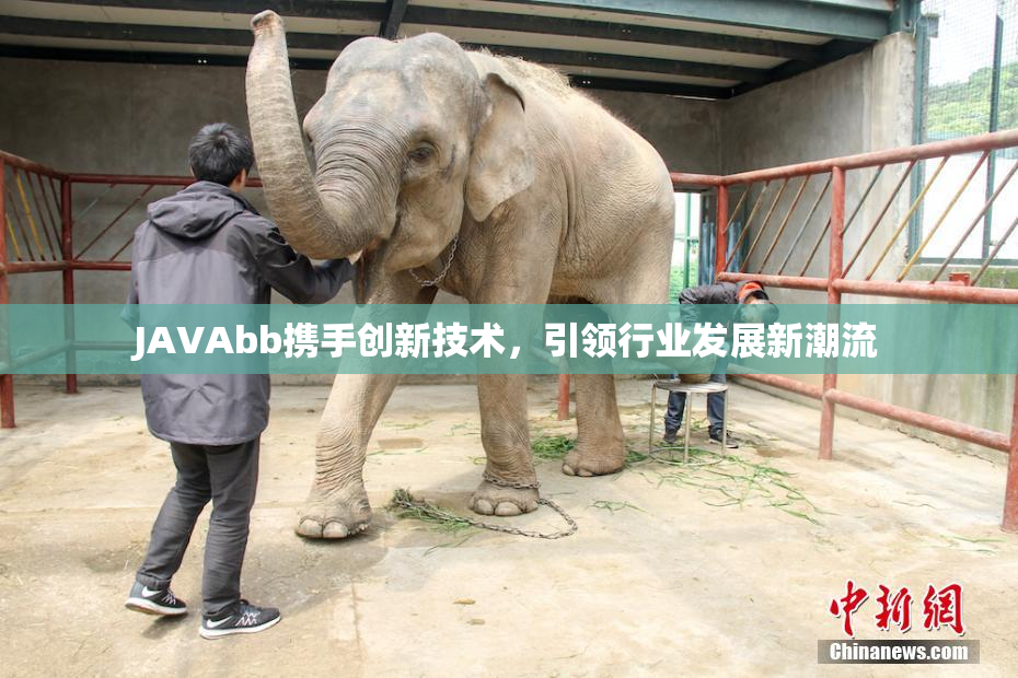 JAVAbb携手创新技术，引领行业发展新潮流