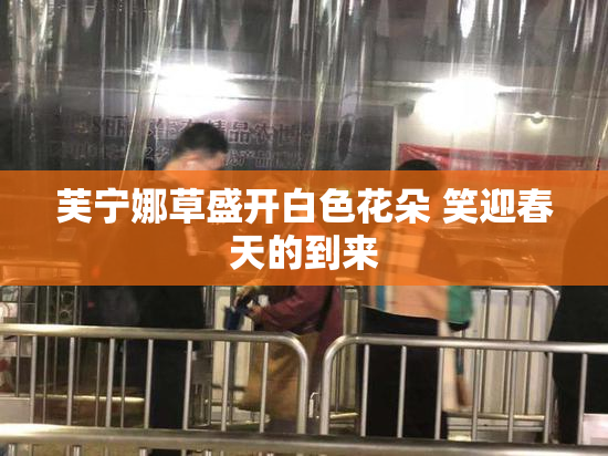 芙宁娜草盛开白色花朵 笑迎春天的到来