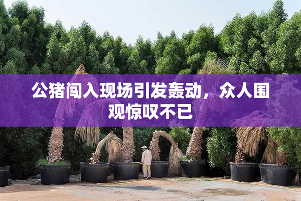 公猪闯入现场引发轰动，众人围观惊叹不已