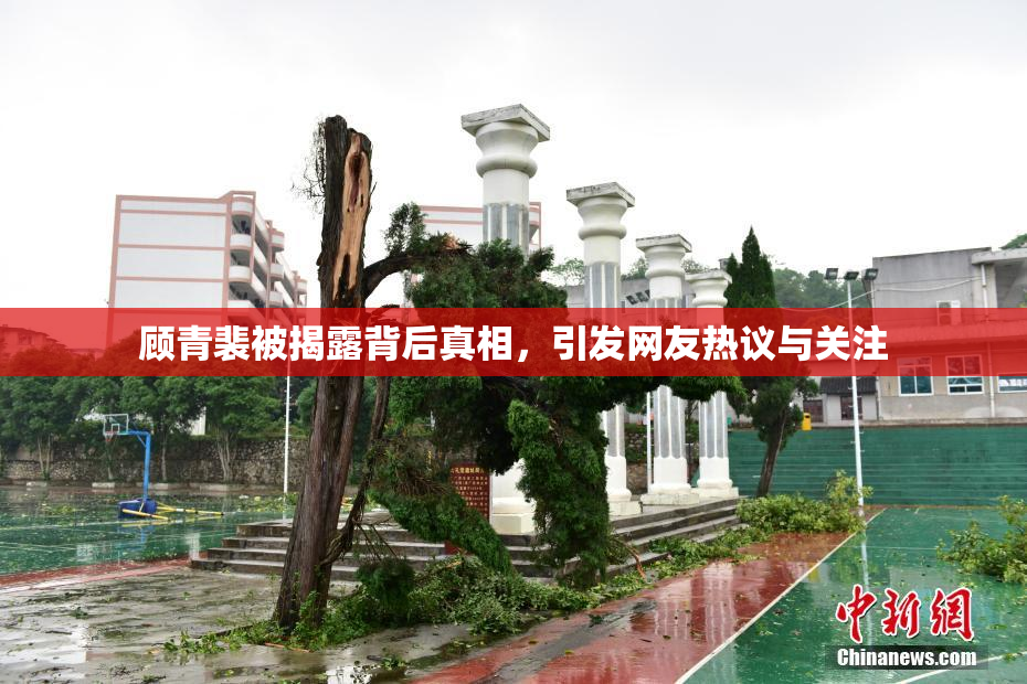 顾青裴被揭露背后真相，引发网友热议与关注