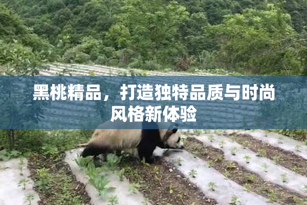 黑桃精品，打造独特品质与时尚风格新体验