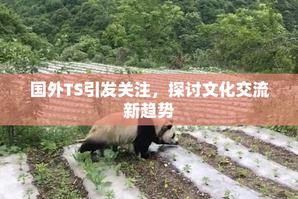 国外TS引发关注，探讨文化交流新趋势