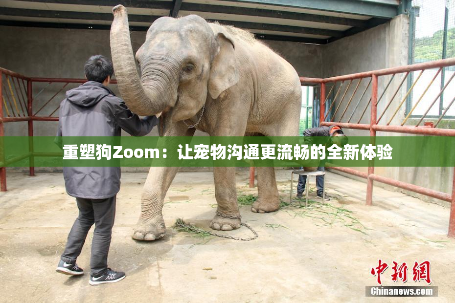重塑狗Zoom：让宠物沟通更流畅的全新体验